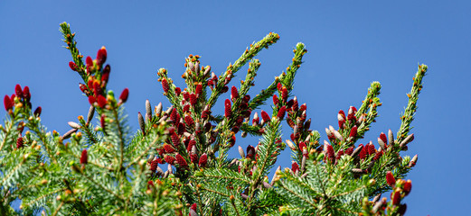 Close-up of red young pine cones on top of Picea omorika on blue sky background. Sunny day in spring garden. Nature concept for design. Selective focus. There is a place for your text