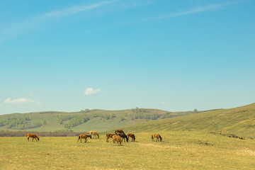 Pasture among the hills. Spring walking cattle. Rural landscape