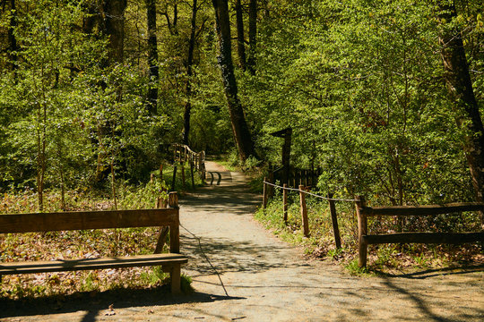 Orgi Forest in Ulzama. Near the town of Lizaso to be able to walk in the nature between centennial oaks