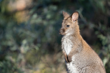 Wallaby in Tasmania, Australia