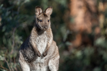Wallaby in Tasmania, Australia