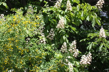 blooming chestnut tree in the city Park  