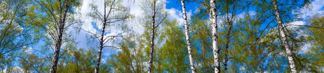 Fototapeta premium Birch grove. Forest on a sunny day.