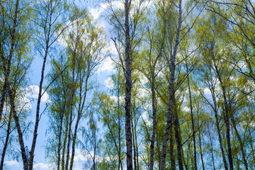 Obraz premium Birch grove. Forest on a sunny day.