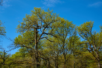 glass with leaves and branches of green oak against the background of blue sky