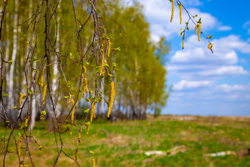 Birch grove. Forest on a sunny day.