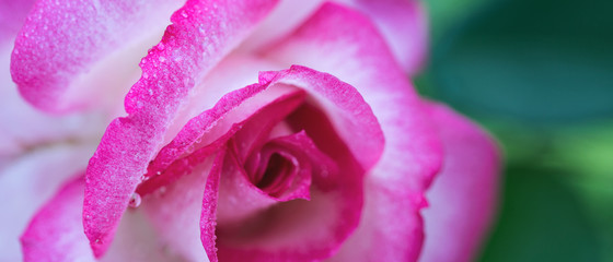 Pink rose close up with water drops. Holiday background.