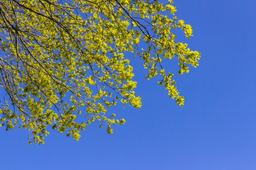 Oak branches against the blue sky