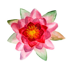 Flowers watercolor illustration. A tender pink Lotus on a white background.