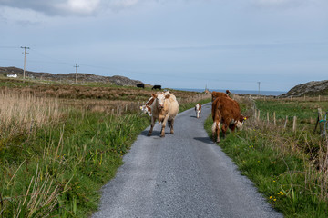 the most beautiful island in Ireland : INISHBOFIN