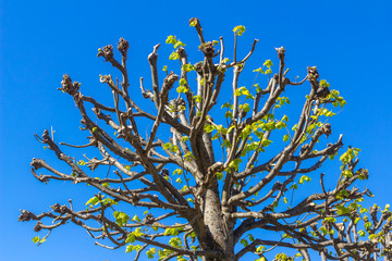 Cropped crown of lime tree