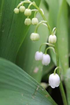 Lily of the valley