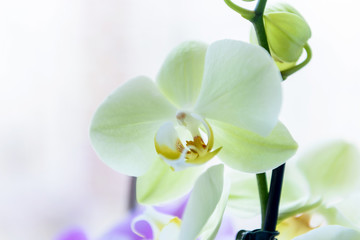 Colorful blooming of orchid flower close up