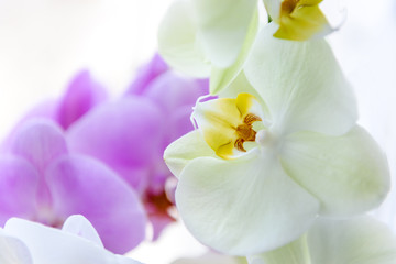 Fototapeta na wymiar Colorful blooming of orchid flower close up