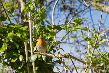 A little robin bird in Txindoki natural park