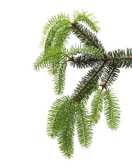 Pine branch, twig isolated on white background with clipping path