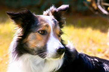 Border Collie