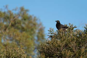 Currawong Bird, Tasmania