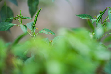 leaf with water drops