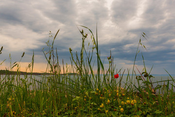 sea sunset through grass plants and red poppy. sunrise of the ocean shot from the low.