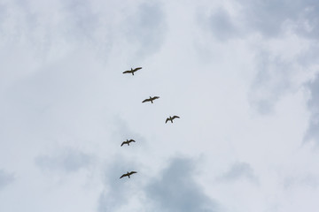 a flock of birds fly in the sky against the background of a beautiful sky and clouds. birds in the blue sky.