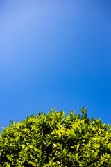 cielo en día de sol