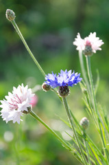Vertical shot of blue and pink knapweeds in the meadow.Beautiful wildflowers in the field