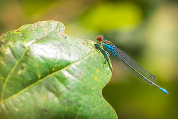 Closeup of a small red-eyed damselfly Erythromma viridulum perched in a forest