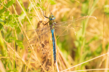 Closeup of a emperor dragonfly or blue emperor Anax imperator, resting in vegetation