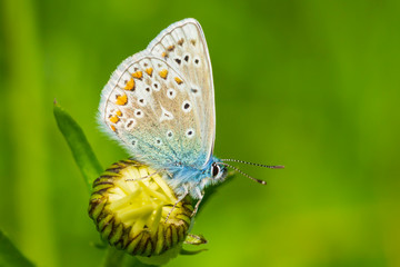 Fototapeta na wymiar Common Blue butterfly, Polyommatus icarus