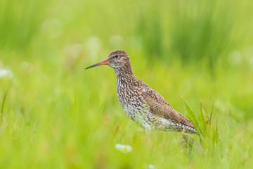 common redshank tringa totanus on a vibrant meadow