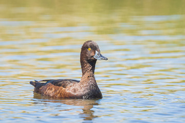 female Tufted duck, Aythya fuligula