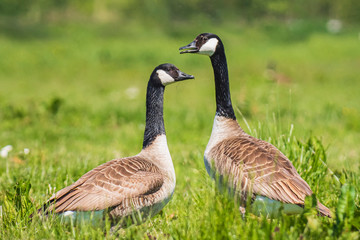 Canadian goose Branta canadensis