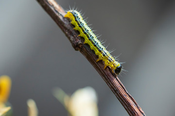 Box tree moth, Cydalima perspectalis