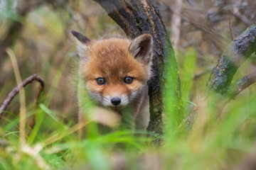 Naklejka na ściany i meble Wild baby red fox cub vulpes vulpes