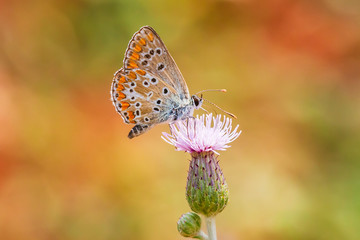 Brown Hairstreak butterfly Thecla betulae