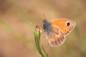 small heath butterfly (Coenonympha pamphilus) resting