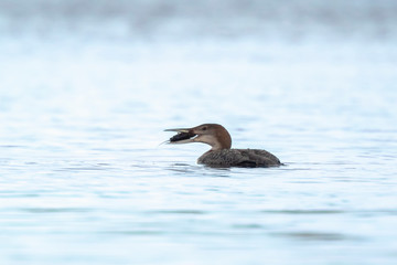Common or great northern loon Gavia immer hunting and eating crayfish