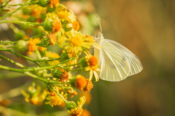 Pieris brassicae, the large white or cabbage butterfly pollinating