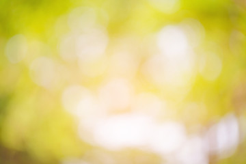 Blurred background, natural light shining through the leaves