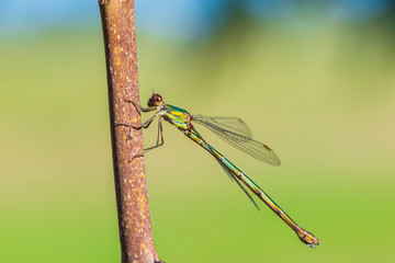Detail closeup of a western willow emerald damselfly Chalcolestes viridis