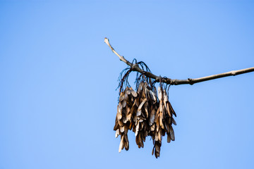 The seeds or 
