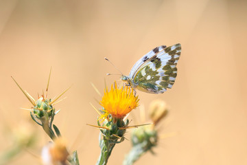 Eastern Bath white, Pontia edusa, butterfly