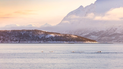 Dolphins migrating through a scandinavian fjord with winter snowy mountain peaks on the background