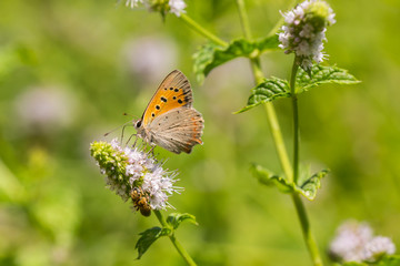 Small or common copper butterfly lycaena phlaeas closeup
