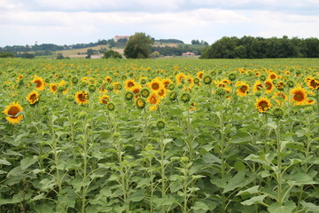 Fototapeta na wymiar Sunflower field - rural France