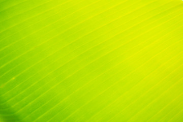 The surface of the green leaves is the background. With sunlight delivered from above