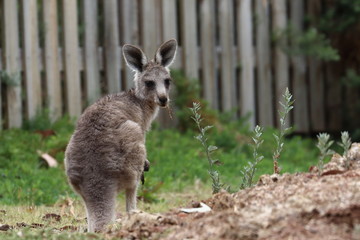 kangaroo