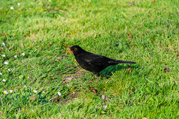 A common European Blackbird on grass with a beakful of food in the evening sun