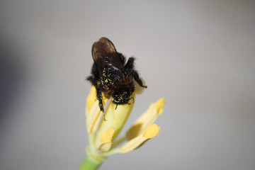 Honey bee - UK 